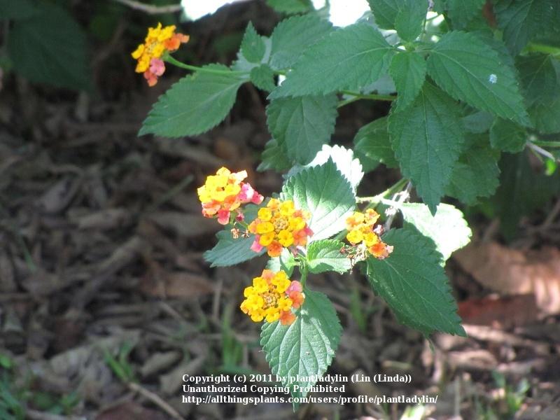 Photo of Common Lantana (Lantana camara) uploaded by plantladylin