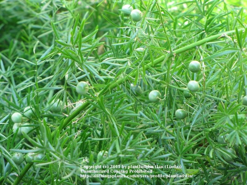 Photo of Asparagus Fern (Asparagus densiflorus 'Sprengeri') uploaded by plantladylin