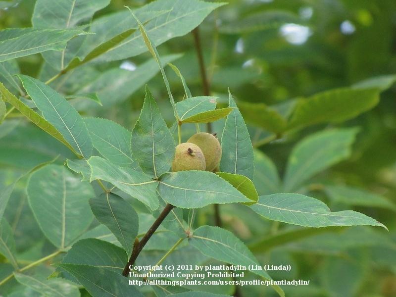 Photo of Pignut Hickory (Carya glabra) uploaded by plantladylin