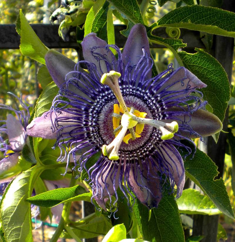 Photo of Passion Flower (Passiflora 'Incense') uploaded by woofie