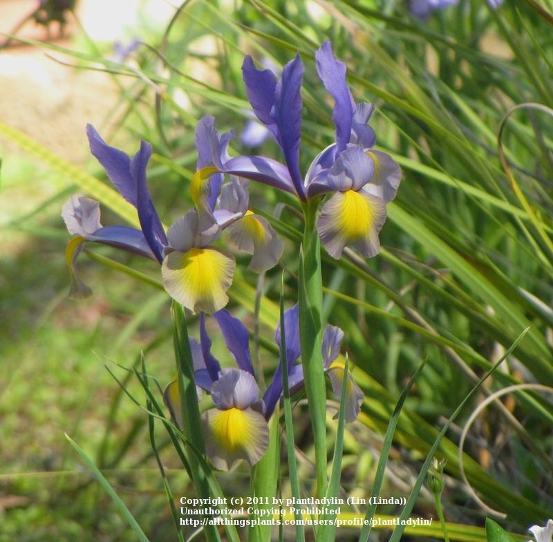 Photo of Dutch Iris (Iris 'Miss Saigon') uploaded by plantladylin