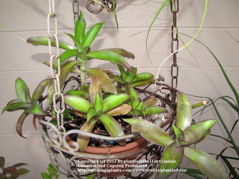 Photo of Basket Plant (Callisia fragrans) uploaded by plantladylin