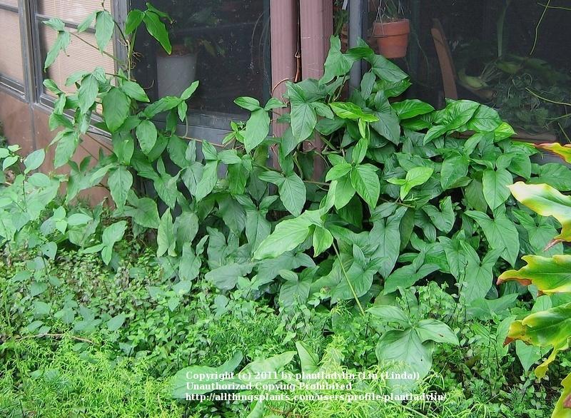 Photo of Arrowhead Plant (Syngonium podophyllum) uploaded by plantladylin