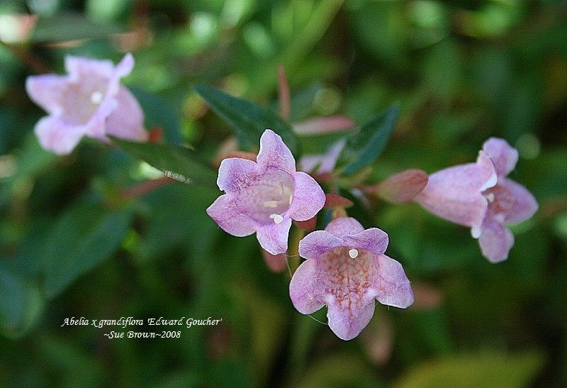Photo of Glossy Abelia (Linnaea 'Edward Goucher') uploaded by Calif_Sue