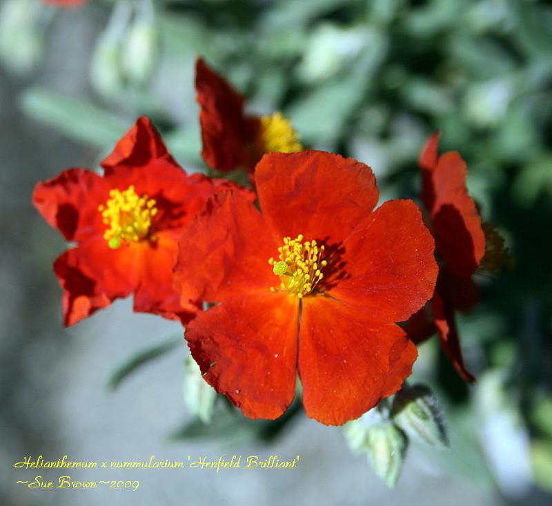 Photo of Sun Rose (Helianthemum nummularium 'Henfield Brilliant') uploaded by Calif_Sue