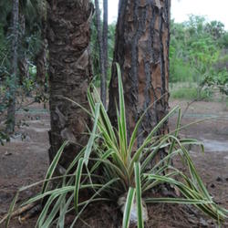 Location: Fred's garden in Naples, FL
Date: 6/28/11
Newly transplanted balansae in its own area (very spikey)