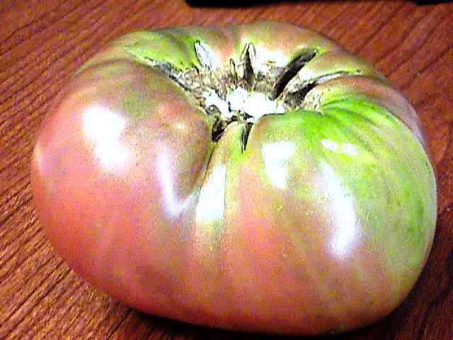 Photo of Tomato (Solanum lycopersicum 'Black Krim') uploaded by Gymgirl