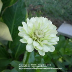 Location: Middle Tennessee
Date: 6/14/2011
'Envy' Zinnia