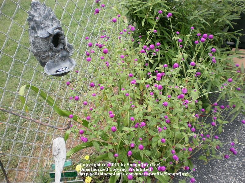 Photo of Globe Amaranth (Gomphrena globosa 'Little Purple Buddy') uploaded by SongofJoy