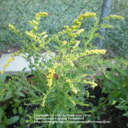 Location: Middle Tennessee
Date: 6/14/2011
'Fireworks' Goldenrod