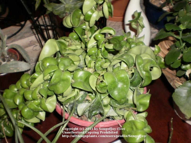 Photo of Hindu Rope Hoya (Hoya carnosa 'Compacta') uploaded by SongofJoy