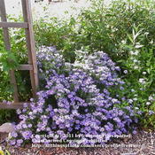 Asters spilling over the gate.
