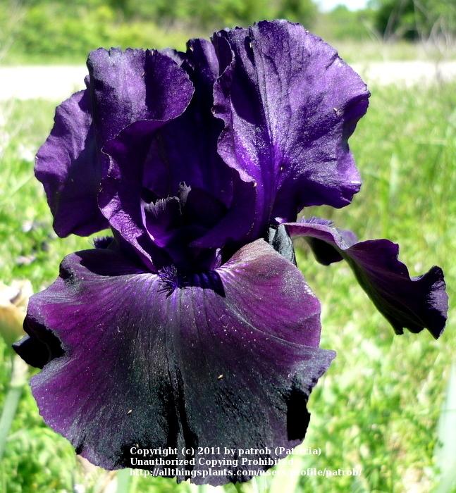 Photo of Tall Bearded Iris (Iris 'Sambuca') uploaded by patrob