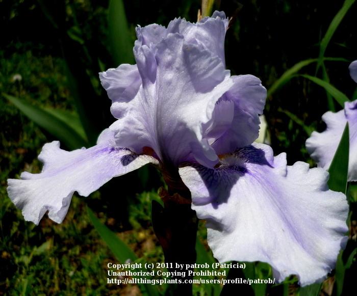 Photo of Tall Bearded Iris (Iris 'Volatile') uploaded by patrob