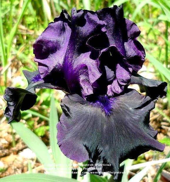 Photo of Tall Bearded Iris (Iris 'Hello Darkness') uploaded by patrob