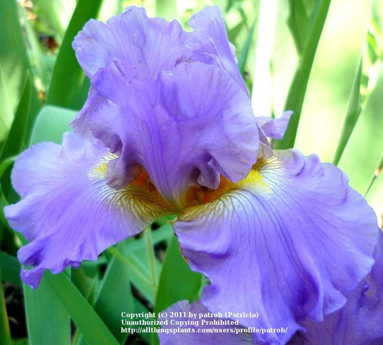 Photo of Tall Bearded Iris (Iris 'Juke Box Hero') uploaded by patrob