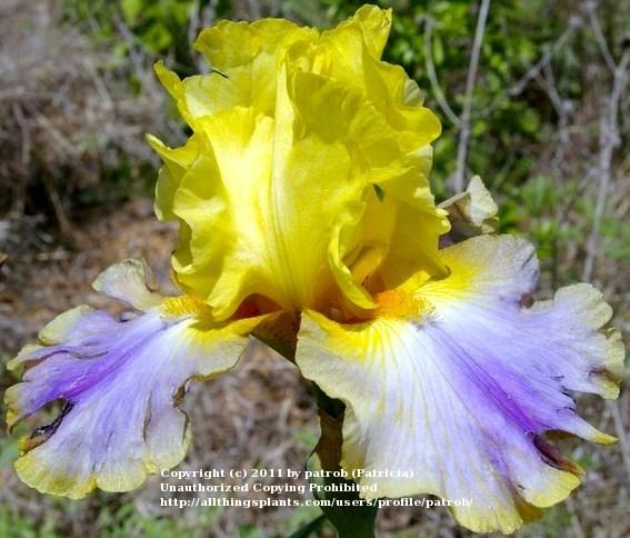 Photo of Tall Bearded Iris (Iris 'Can Can Dancer') uploaded by patrob