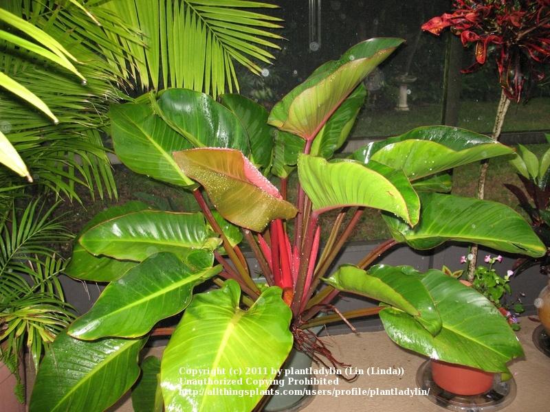 Photo of Philodendron 'Rojo Congo' uploaded by plantladylin