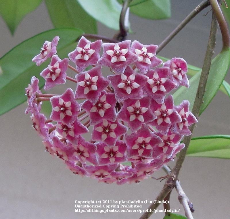 Photo of Wax Plant (Hoya pubicalyx) uploaded by plantladylin
