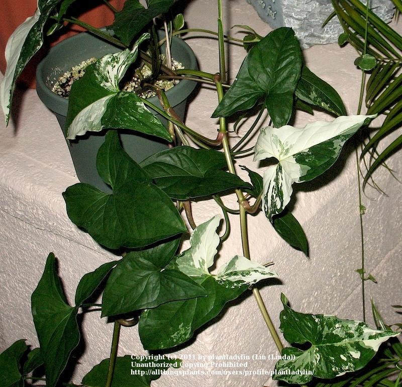 Photo of Arrowhead Vine (Syngonium podophyllum 'Emerald Gem') uploaded by plantladylin