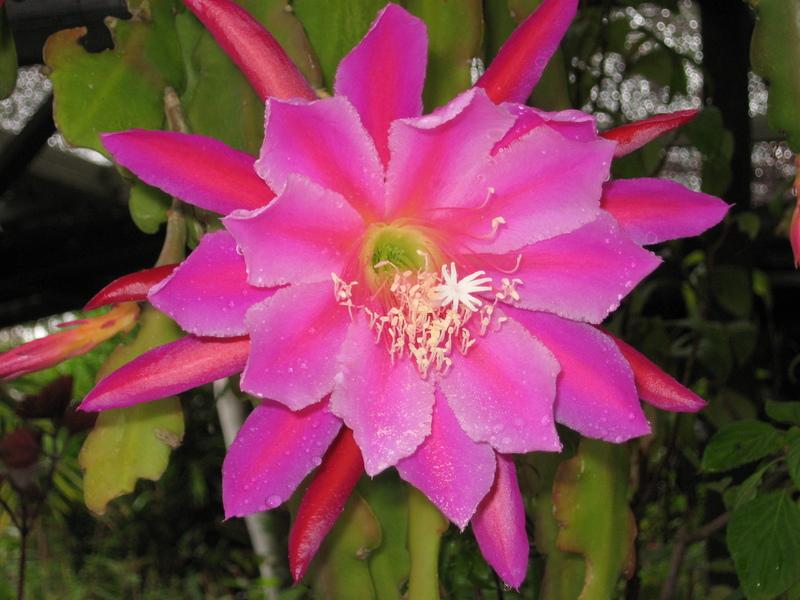 Photo of Orchid Cactus (Epiphyllum 'Pegasus') uploaded by wcgypsy