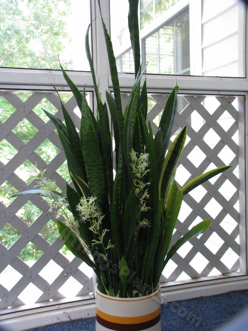 Snake Plants Plant Care and Collection of Varieties