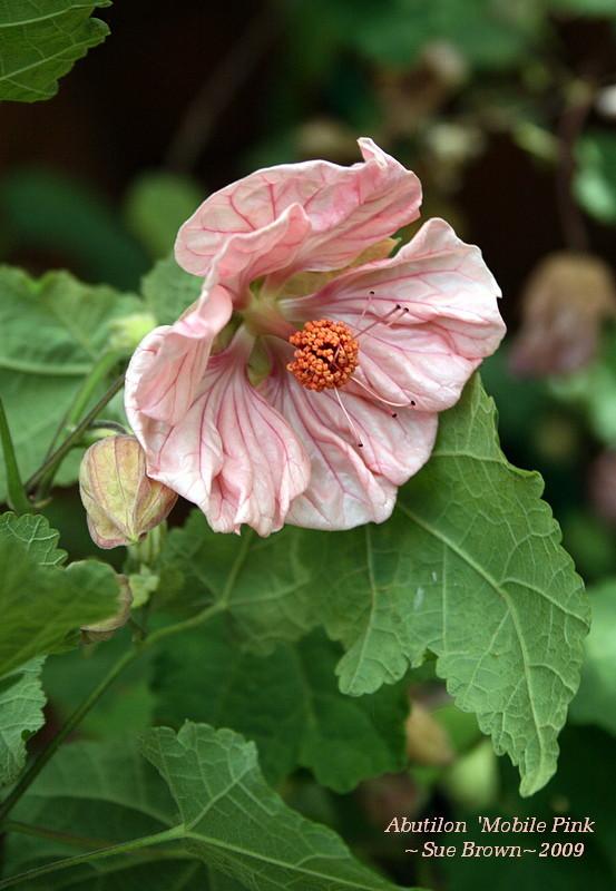 Photo of Flowering Maple (Abutilon 'Mobile Pink') uploaded by Calif_Sue