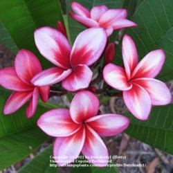 Location: Southwest Florida
Date: summer 2009
Plumeria 'Hurricane' - the blooms look like they have been painte