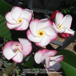 Location: Southwest Florida
Date: summer 2011
Very full rounded white flower with dark pink edges.