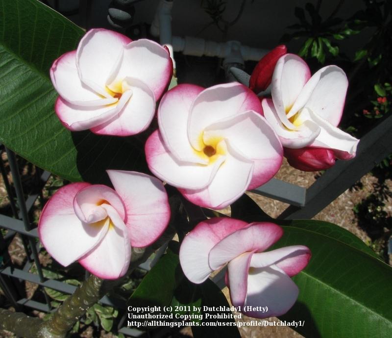 Photo of Plumeria (Plumeria rubra 'Pink Pansy') uploaded by Dutchlady1
