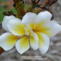 Location: Southwest Florida
Date: summer 2008
The only double-bloomed plumeria variety. Sometimes the petals fo