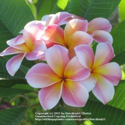 Location: Southwest Florida
Date: summer 2011
One of the great classic plumeria varieties from Elizabeth Thornt