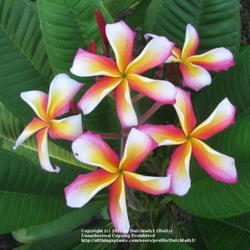 Location: Southwest Florida
Date: summer 2010
This colorful variety often has six-petaled blooms.