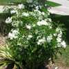 Plumeria pudica, a species originally from Margarita Island off t
