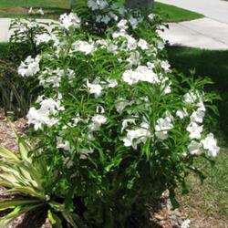 Location: Southwest Florida
Date: summer 2009
Plumeria pudica, a species originally from Margarita Island off t