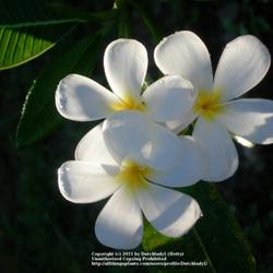Location: Southwest Florida
Date: summer 2010
The 'classic' plumeria, extremely fragrant.