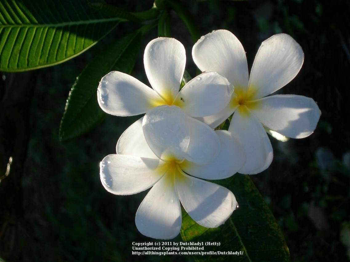 Photo of Plumeria (Plumeria obtusa 'Singapore') uploaded by Dutchlady1