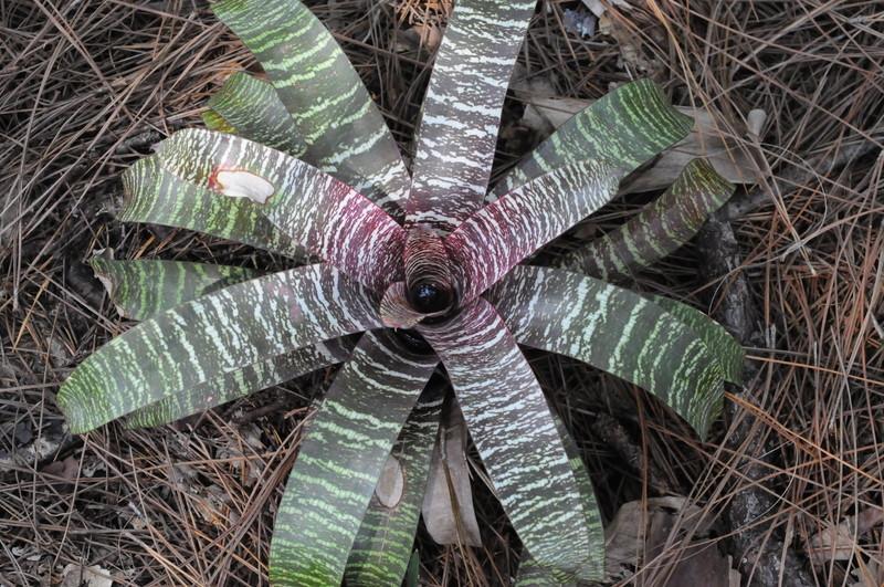 Photo of Bromeliad (Vriesea fosteriana 'Red Chestnut') uploaded by Fred