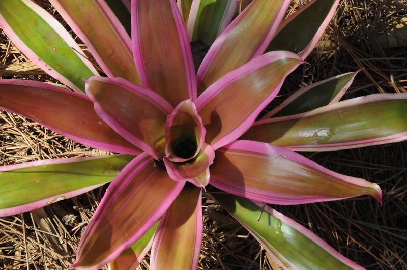 Photo of Neoregelia 'Franca' uploaded by Fred