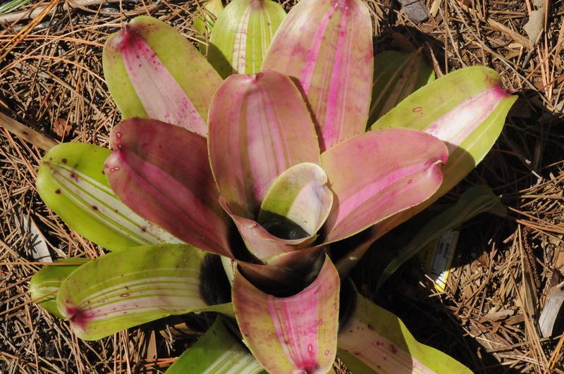 Photo of Neoregelia 'Pablito' uploaded by Fred