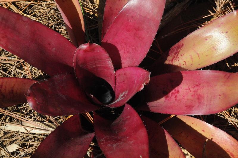 Photo of Bromeliad (Neoregelia 'Checkmate') uploaded by Fred