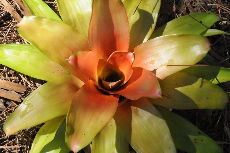 Photo of Bromeliad (Neoregelia 'Victoria Red') uploaded by Fred