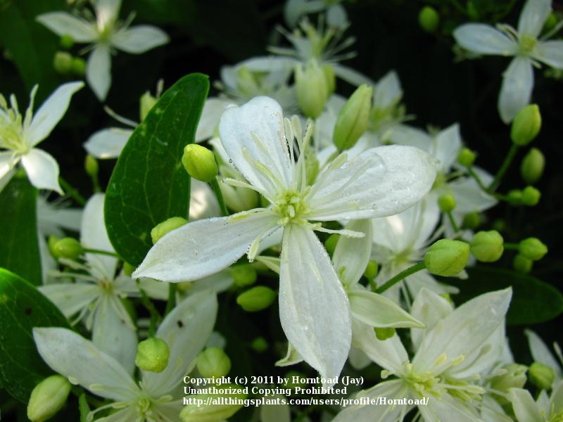 Photo of Sweet Autumn Clematis (Clematis terniflora) uploaded by Horntoad