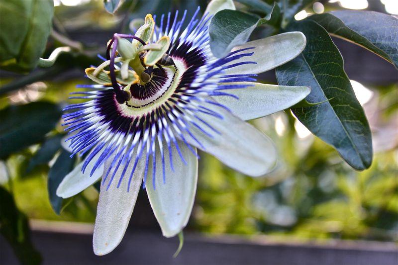 Photo of Blue Passion Flower (Passiflora caerulea) uploaded by NEILMUIR1