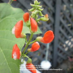 Location: Middle Tennessee
Date: 6/12/2011
'Pained Lady' runner bean