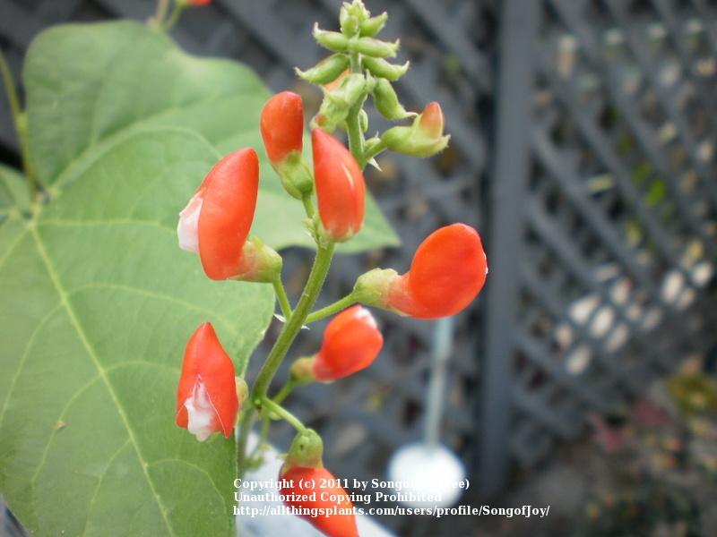 Photo of Runner Bean (Phaseolus coccineus 'Painted Lady') uploaded by SongofJoy