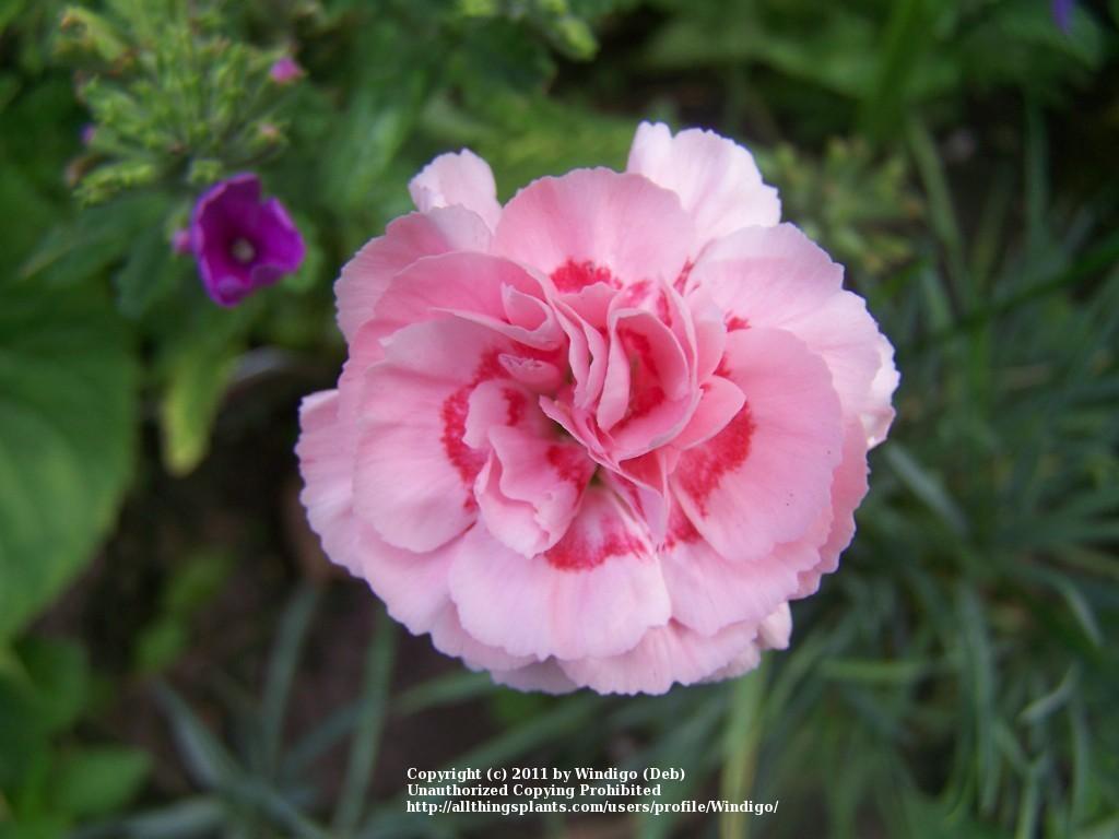 Photo of Allwood Pinks (Dianthus 'Doris') uploaded by Windigo