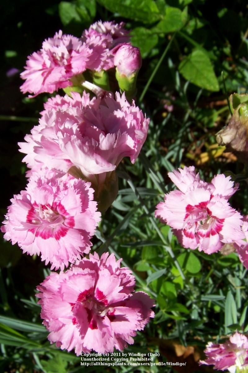Photo of Allwood Pinks (Dianthus 'Doris') uploaded by Windigo