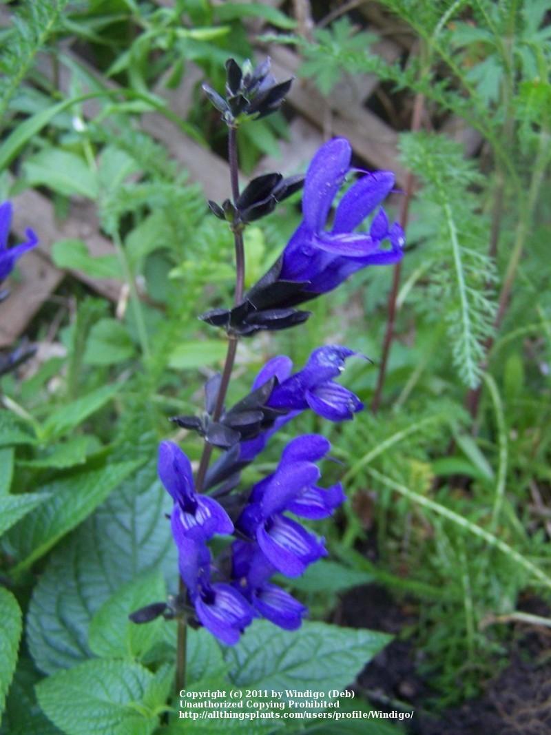Photo of Anise-Scented Sage (Salvia coerulea 'Black and Blue') uploaded by Windigo