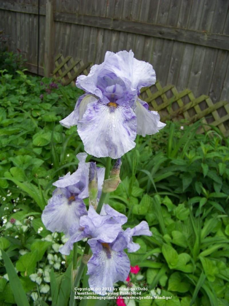 Photo of Tall Bearded Iris (Iris 'Gnu Blues') uploaded by Windigo